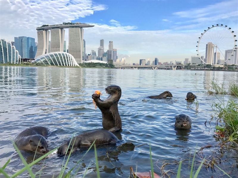 1727799226-MarinaBay Otter