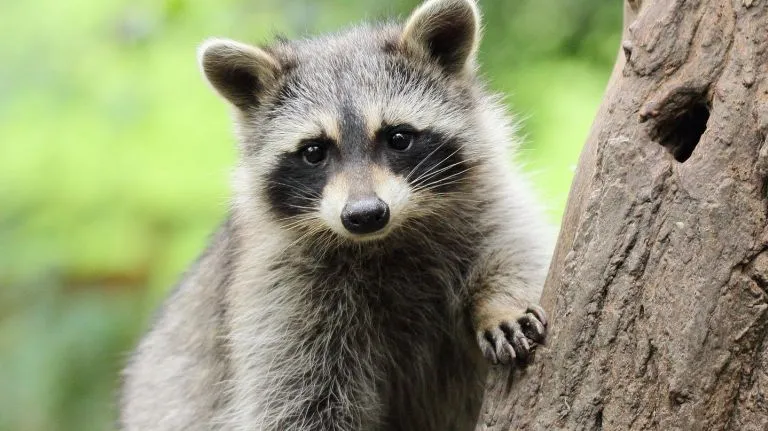 1727799229-raccoons
